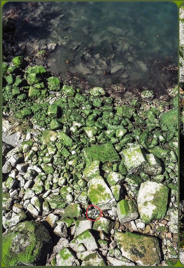 Question Anwered, The red circle encloses the Wandering Terrestial garter snake. For those who could not find it in the original. Canada,Geotagged,Thamnophis elegans,Western terrestrial garter snake