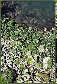 Question Anwered, The red circle encloses the Wandering Terrestial garter snake. For those who could not find it in the original. Canada,Geotagged,Thamnophis elegans,Western terrestrial garter snake