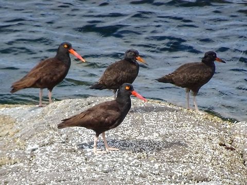 Mom, Dad And The Two Kids! A family of Black Oystercatchers (Haematopus bachmani) being unusually quiet. The adults are the ones with the all orange beaks and orange eye rings while the juveniles have darker bills, darker legs and no orange eye ring. Black oystercatcher,Canada,Geotagged,Haematopus bachmani,Summer