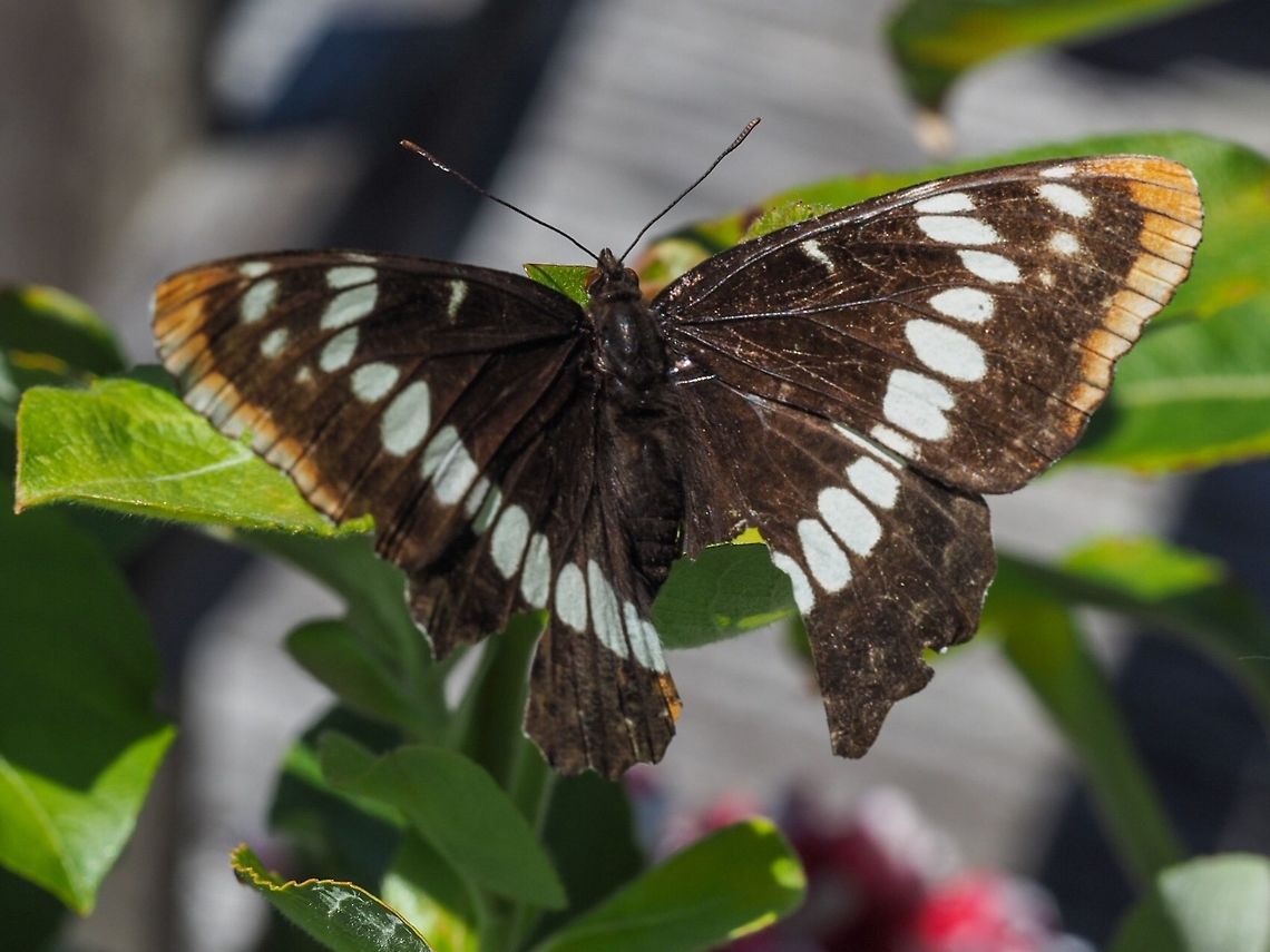 A Rather Battered Limenitis lorquini This Lorquin&rsquo;s Admiral or White Admiral has obviously gone through a lot. It was still capable of some fine flying and was captivating to watch flying from plant to plant.  Canada,Geotagged,Limenitis lorquini,Lorquins admiral,Summer