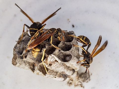 Golden paper wasp