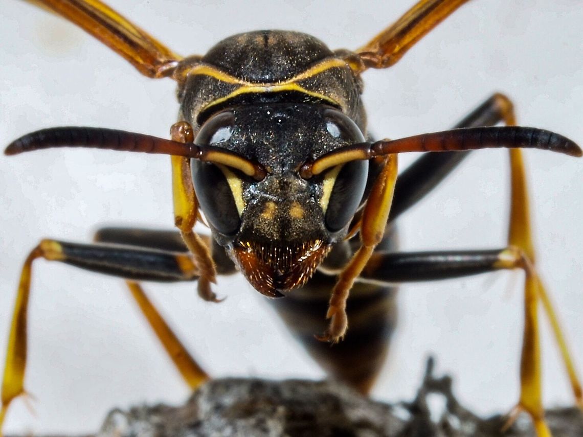 Facial View of a Golden Paper Wasp These wasps seemed to be unaware that I turned their world literally upside down to take their photo. The flash going off also did not disturb them. The wasps seemed to be more concerned with what they were doing which was keeping the nest cool by fanning their wings. Canada,Geotagged,Golden paper wasp,Polistes aurifer,Summer