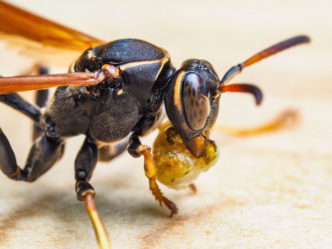 I Am Eating and Will Be Going Soon. This Golden paper wasp landed on the table next to me to join me for lunch. Fortunately I had the camera with the macro lens attached with me. These wasps definitely seem to be non aggressive. Golden paper wasp,Polistes aurifer