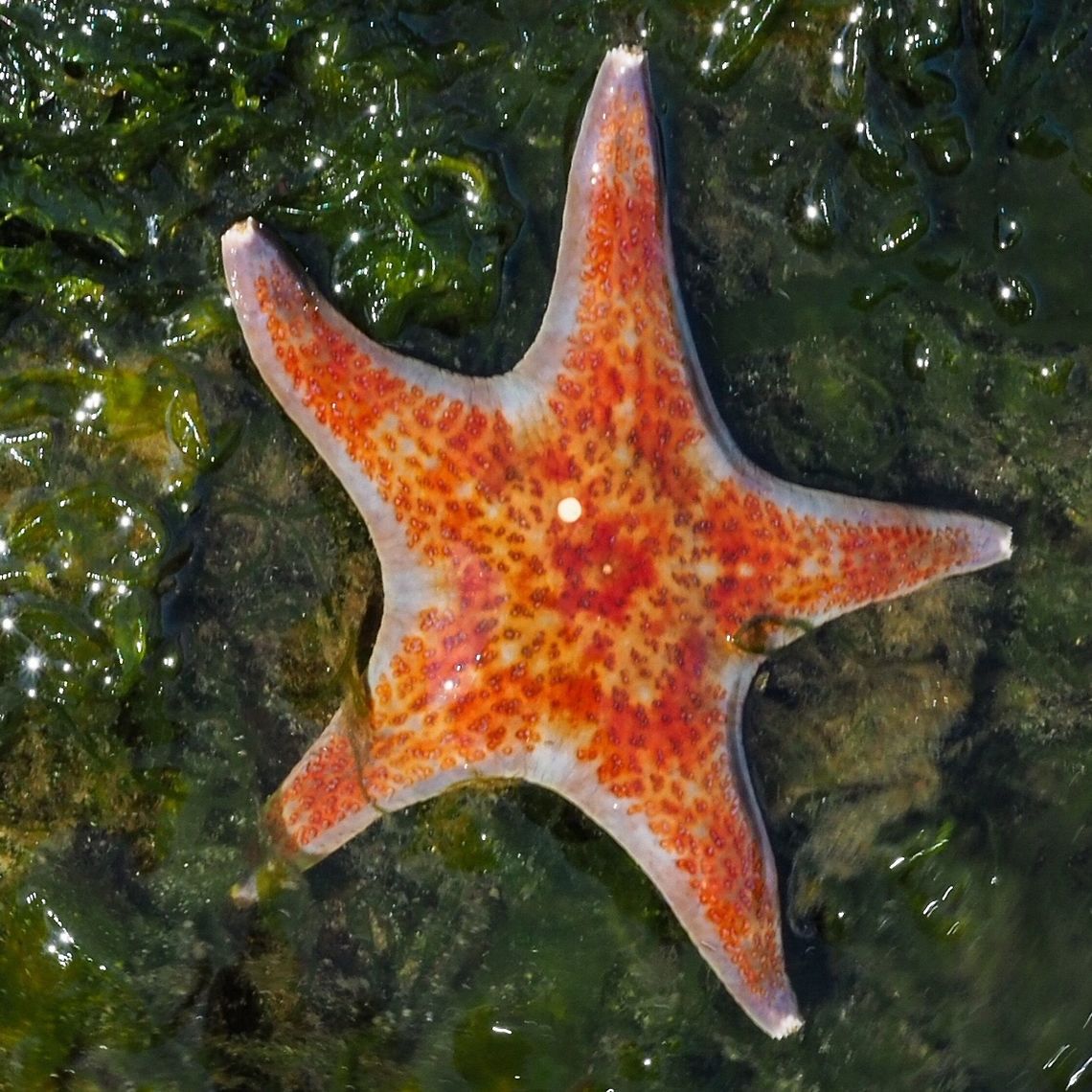 A Leather Star Sea Star (Dermasterias imbricata) When our children were much younger (and we were too) and we went to the beach to explore our guide book was &ldquo;Exploring the Seashore, in British Columbia, Washington and Oregon&rdquo; written by Gloria Snively. Our edition was printed in 1978 and was purchased in the gift shop on a B.C. ferry while on the way to the west coast of Vancouver Island. That was where we came across our first Leather Star. Ms. Snively says in her book, &ldquo;It has a peculiar garlic smell.&rdquo;. This smell is more evident if you scratch the ventral surface. Imagine being a child and finding a &ldquo;scratch and sniff&rdquo; sea star! <br />
By the way, our &ldquo;Exploring the Seashore&rdquo; is literally falling apart from use. It was really the only book of its nature giving both common and scientific knowledge... at the time. Canada,Dermasterias imbricata,Geotagged,Summer