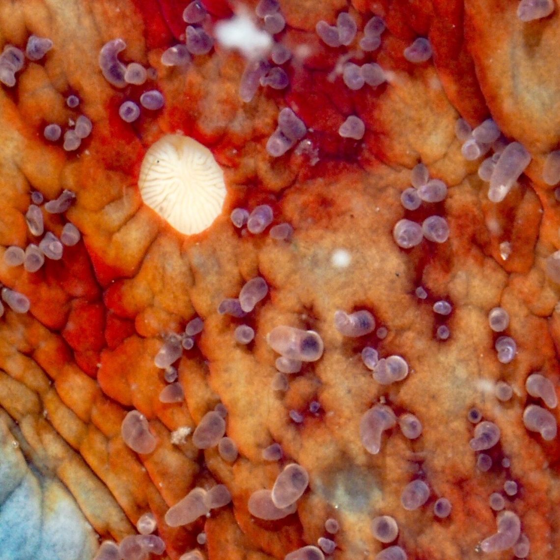 A Closeup of the Ventral Surface of Dermasterias imbricata, the Leather Star This closeup shows the madreporite which filters the sea water entering the body of the sea star. Canada,Dermasterias imbricata,Geotagged,Summer
