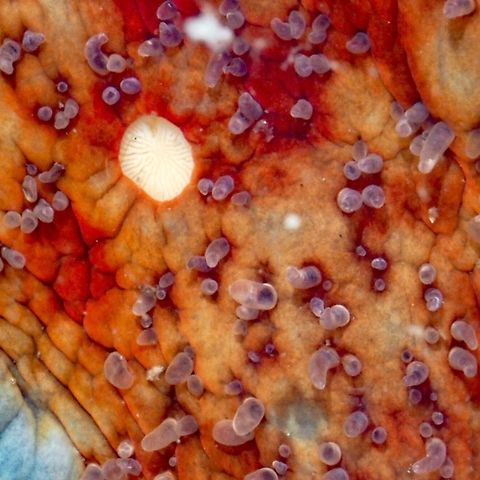 A Closeup of the Ventral Surface of Dermasterias imbricata, the Leather Star This closeup shows the madreporite which filters the sea water entering the body of the sea star. Canada,Dermasterias imbricata,Geotagged,Summer