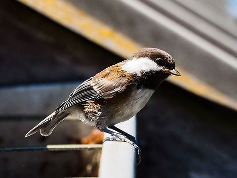 Juvenile Chestnut-backed Chickadee (Poecile rufescens) This little fellow, it’s bill is not fully formed, still wide at the base, is waiting for one of it’s parents to bring it food. They are charming to have around with their little sounds seeming quite friendly and cheerful. Canada,Geotagged,Poecile rufescens,Summer,chestnut-backed chickadee