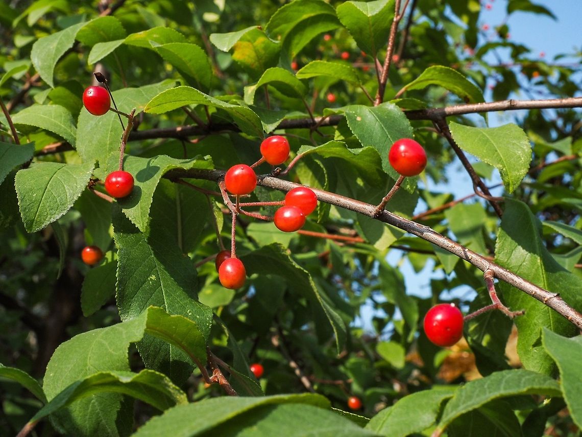 Pin Cherry (Prunus pensylvanica) Another result of the many blossoms and pollinators this spring! Canada,Geotagged,Prunus pensylvanica,Summer