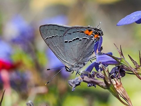 Grey Hairstreak (Strymon melinus) Although this the most common hairstreak in North America this is the first one that I have seen or noticed. A new one for me. Canada,Geotagged,Gray Hairstreak,Strymon melinus,Summer