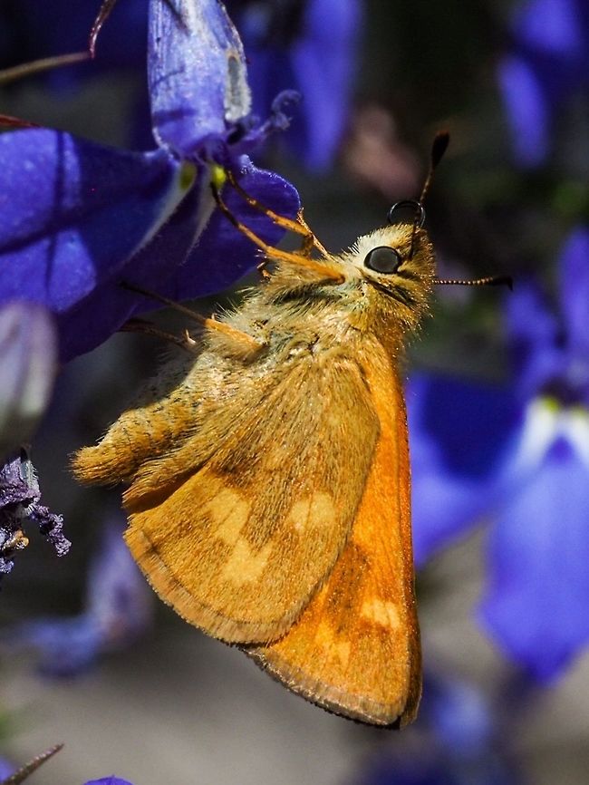 Woodland Skipper (Ochlodes sylvanoides) This butter fly seems to be a close relative to the Large Skipper of Europe, O. sylvanus. Canada,Geotagged,Ochlodes sylvanoides,Summer