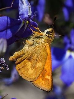 Woodland Skipper (Ochlodes sylvanoides) This butter fly seems to be a close relative to the Large Skipper of Europe, O. sylvanus. Canada,Geotagged,Ochlodes sylvanoides,Summer