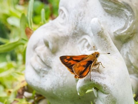 Hey, Look At That! There’s a Woodland Skipper on my hand! Canada,Geotagged,Ochlodes sylvanoides,Summer