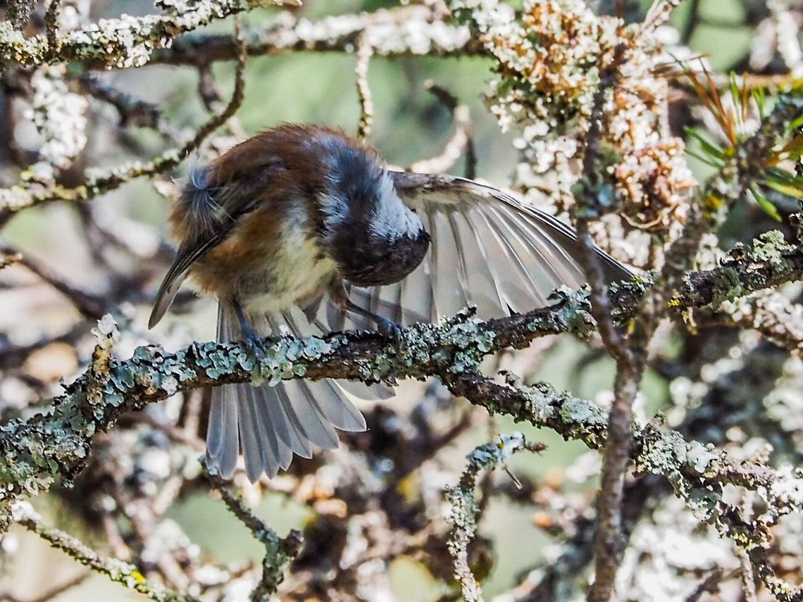 I’m Trying To Look Good! A young Chestnut-backed chickadee (Poecile rufescens) preening itself in a lichen covered shore pine. Canada,Geotagged,Poecile rufescens,Summer,chestnut-backed chickadee