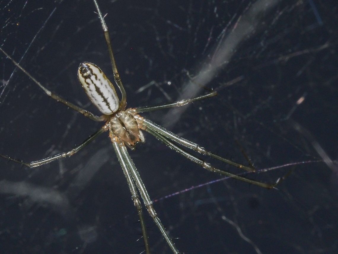A Sheetweb Spider, Neriene litigiosa This spider was found in its diffuse, disorganized web built in and outdoor plant. The photo was taken with a flash. Canada,Geotagged,Neriene litigiosa,Summer