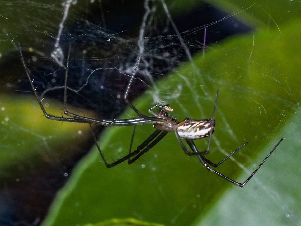 Just A Wee Snack! Neriene litigiosa enjoying a small victim that happened into its diffuse web. Canada,Geotagged,Neriene litigiosa,Summer