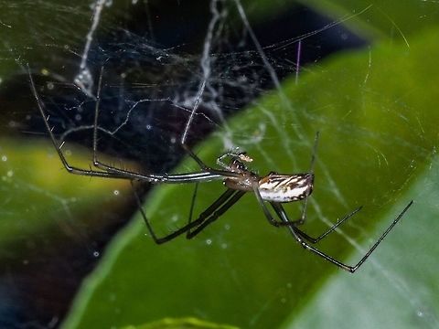 Just A Wee Snack! Neriene litigiosa enjoying a small victim that happened into its diffuse web. Canada,Geotagged,Neriene litigiosa,Summer