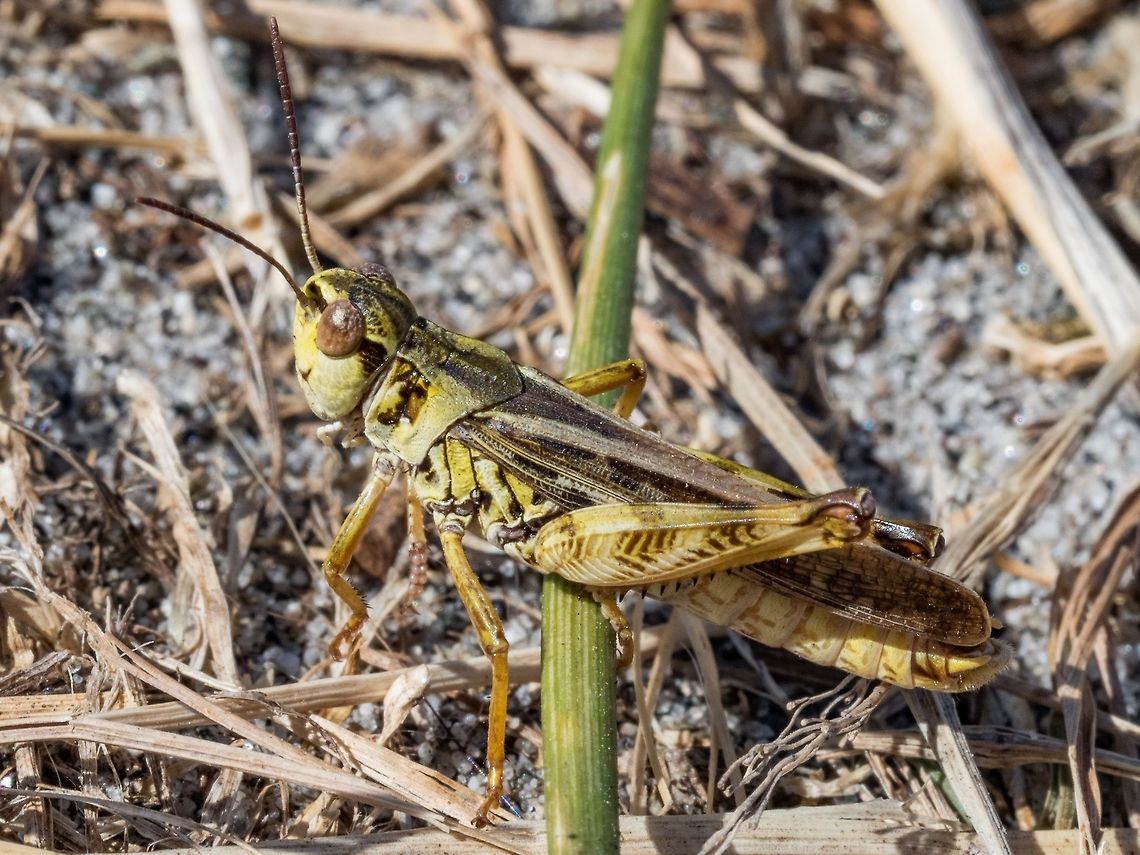 A So-called Migratory Grasshopper, (Melanoplus sanguinipes) This fellow was sunning himself near the ocean where there was lots of beach grass. It may be a member of the subspecies, M. sanguinipes sanguinipes. Canada,Geotagged,Melanoplus sanguinipes,Summer