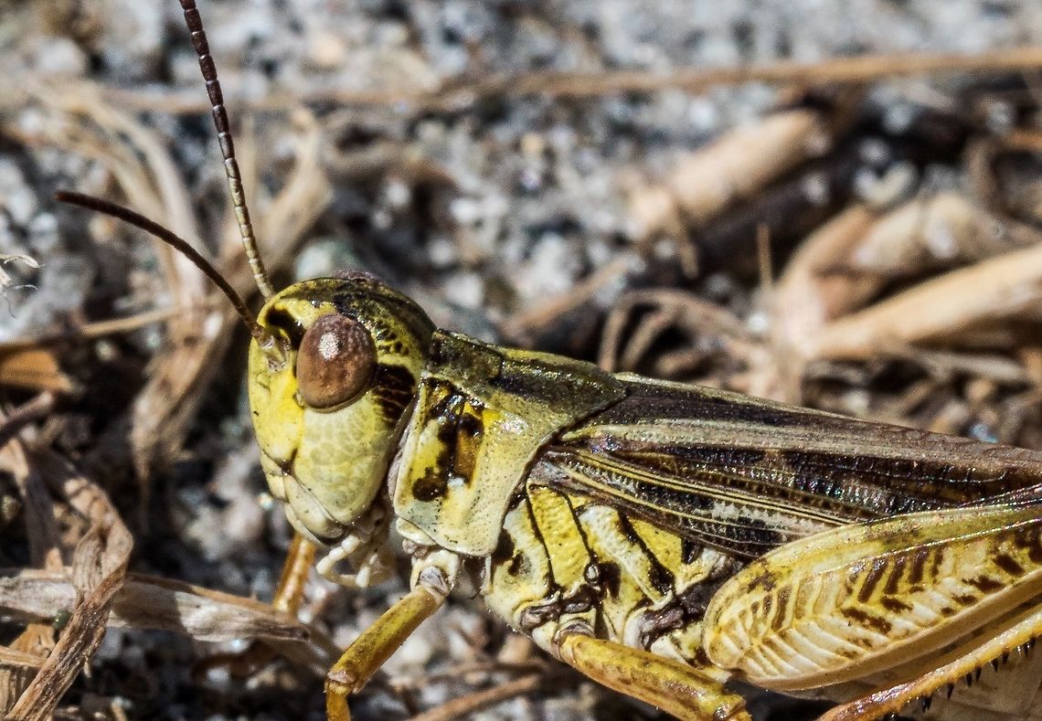 Melanoplus sanguinipes, a Closer Look A closer look at the anterior features of this grasshopper. Canada,Geotagged,Melanoplus sanguinipes,Summer
