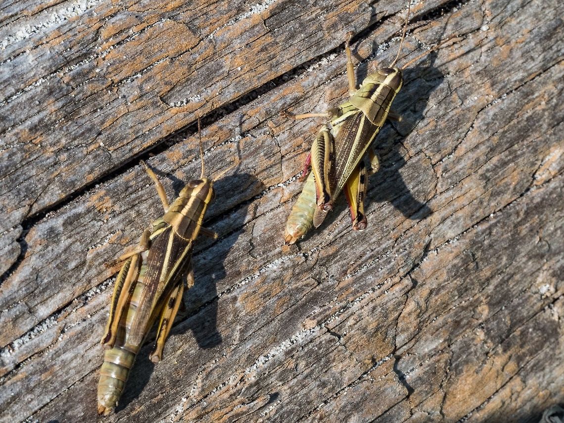 Two Two-striped Grasshoppers Sunning themselves. Once again on a beach-side location in a very dry summer!  Canada,Geotagged,Melanoplus bivittatus,Summer,Two-striped Grasshopper