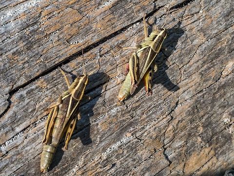 Two Two-striped Grasshoppers Sunning themselves. Once again on a beach-side location in a very dry summer!  Canada,Geotagged,Melanoplus bivittatus,Summer,Two-striped Grasshopper