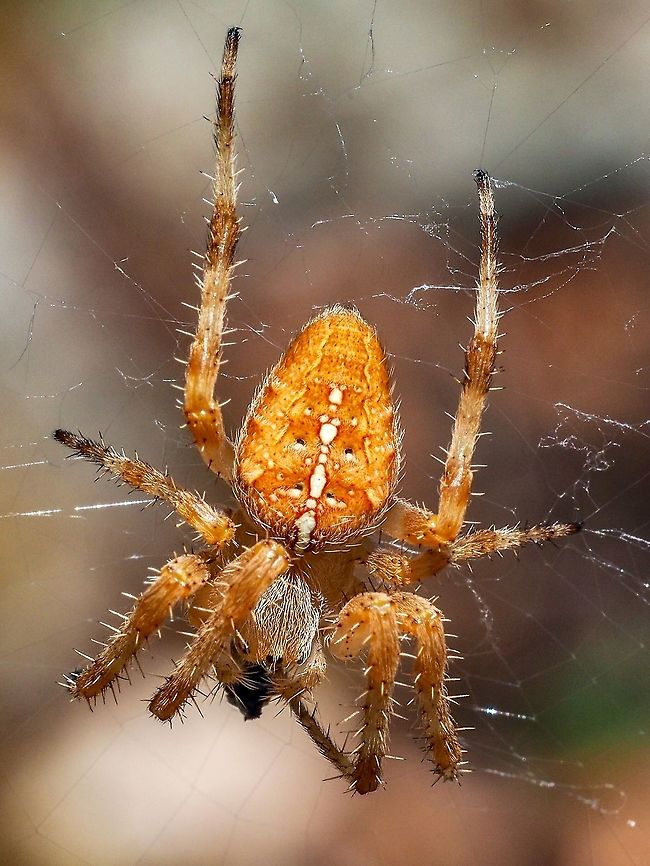 The Garden Spider, Araneus diadematus Yes, it is a common spider but it looked lovely in the sunshine while hopefully enjoying its snack.     Araneus diadematus,Canada,European garden spider,Geotagged,Summer