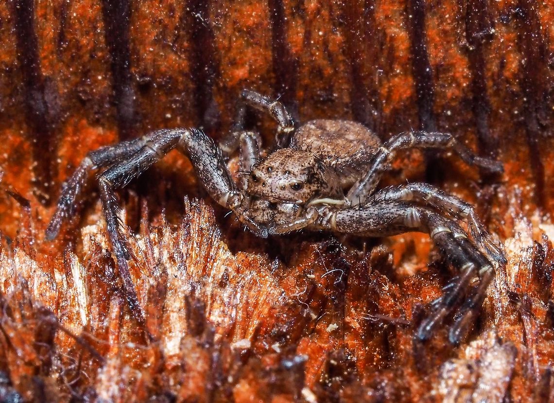 A Ground Crab Spider, Xysticus benefactor This spider of the Thomisidae family is, I believe, Xysticus benefactor. It was hunting on the shingled wall of our house. The photo is actually turned 180 degrees because the spider is &ldquo;hiding&rdquo; on the overhang of the cedar shingle.  Canada,Geotagged,Ground Crab Spider,Summer,Xysticus benefactor,Xysticus cristatus