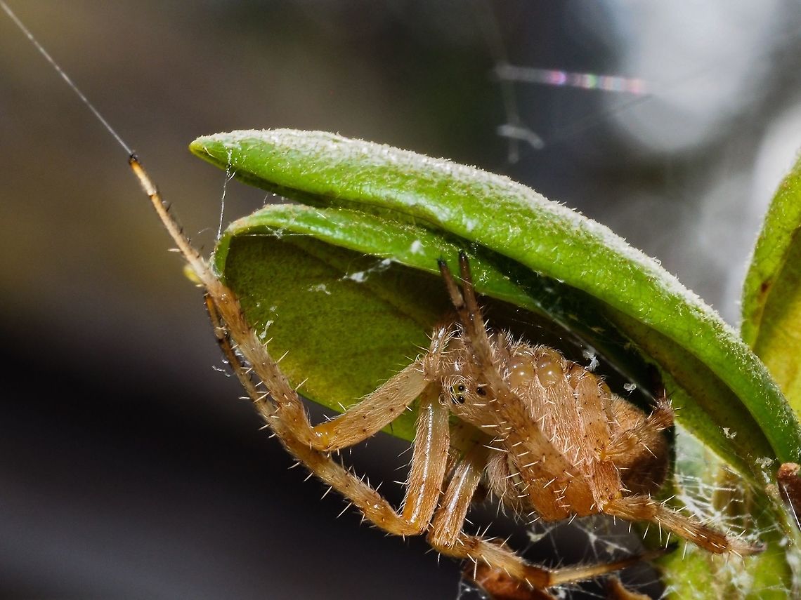 “Fly” Fishing! This Common Garden spider, Araneus diadematus, has one &ldquo;foot&rdquo; on the line to it&rsquo;s orb web while hiding under a rhododendron leaf. Araneus diadematus,Canada,European garden spider,Geotagged,Summer