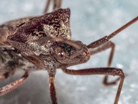 Here’s Looking At Ya! This WCSB fell out of some clothes that had been dried outside.   Canada,Geotagged,Leptoglossus occidentalis,Summer,Western conifer seed bug