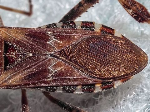 The Dorsal Abdomen of the Leptoglossus occidentalis. Intricate patterns of the wings! Canada,Geotagged,Leptoglossus occidentalis,Summer,Western conifer seed bug