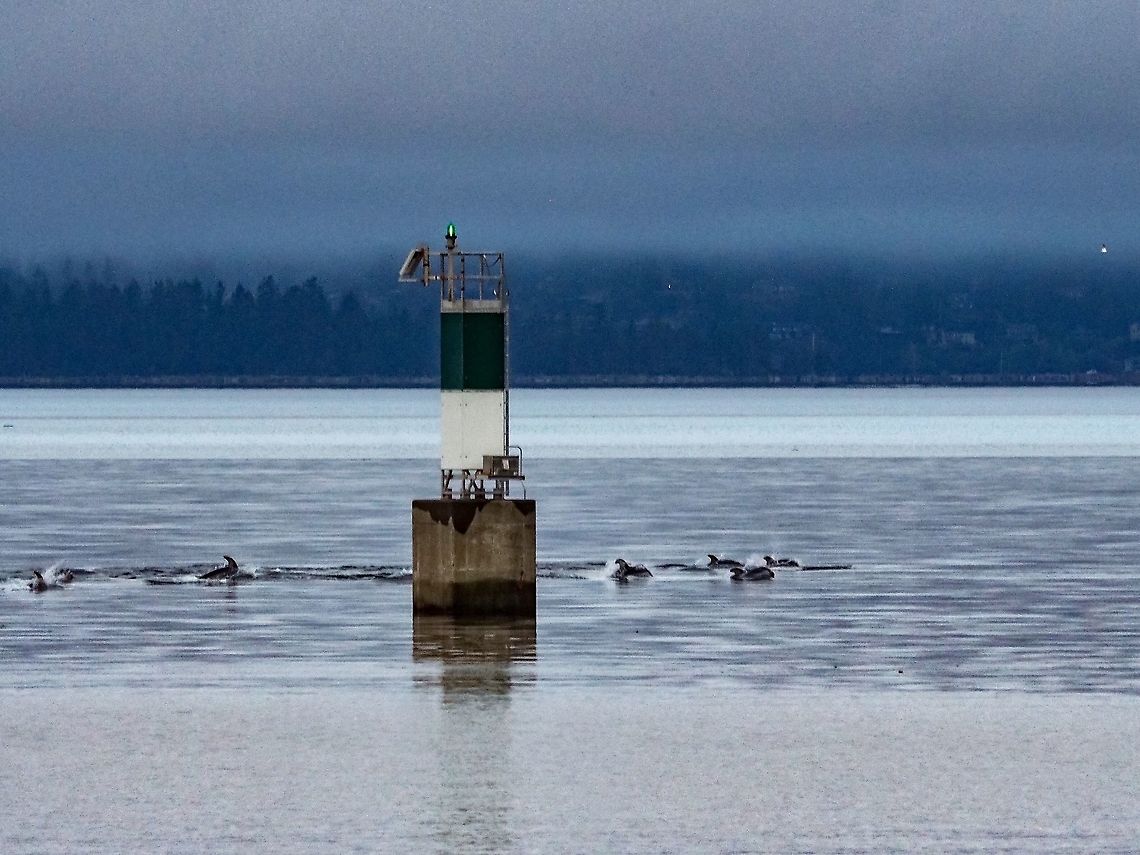 A Small Portion of a Large Pod! This pod of Pacific White-sided dolphins were swimming north past the flashing green mark marking the entrance to Whaletown Bay. Apologies for the image quality. It was hurriedly captured from our deck before they disappeared from view. Canada,Geotagged,Lagenorhynchus obliquidens,Pacific white-sided dolphin,Summer