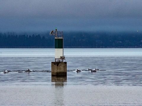 A Small Portion of a Large Pod! This pod of Pacific White-sided dolphins were swimming north past the flashing green mark marking the entrance to Whaletown Bay. Apologies for the image quality. It was hurriedly captured from our deck before they disappeared from view. Canada,Geotagged,Lagenorhynchus obliquidens,Pacific white-sided dolphin,Summer