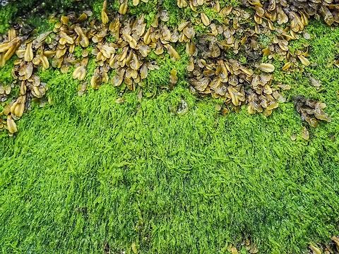 The Green Alga, Ulva intestinalis, Grass Kelp This rock covered with algae shows the intertidal zonation. The higher portion of the rock is covered with a brown alga, Fucus gardneri, while the lower portion of the rock is covered with the green alga, U. intestinalis. Canada,Geotagged,Summer,Ulva intestinalis