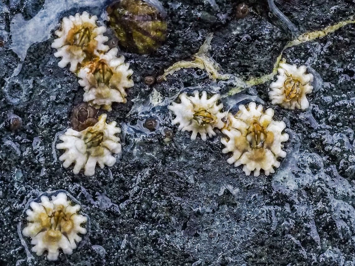 Baby Balanus! These barnacles are just starting to colonize this rock. On the dark surface of the rock they appear as stars! Balanus glandula,Canada,Geotagged,Summer