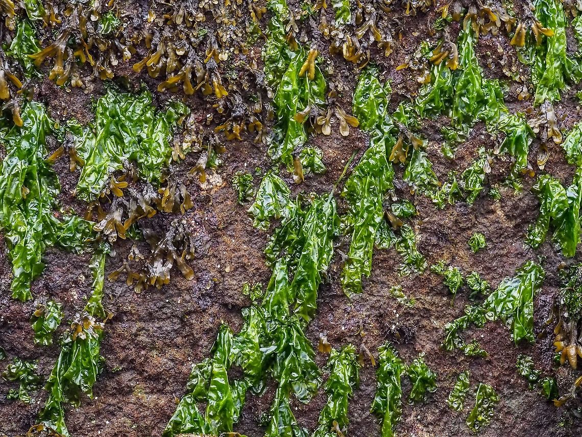 Sea Lettuce, Ulva latuca The bright green alga, Ulva latuca, just beneath the brown alga, Fucus gardneri. Canada,Geotagged,Summer,Ulva lactuca,Ulva latuca
