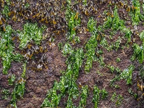 Sea Lettuce, Ulva latuca The bright green alga, Ulva latuca, just beneath the brown alga, Fucus gardneri. Canada,Geotagged,Summer,Ulva lactuca,Ulva latuca
