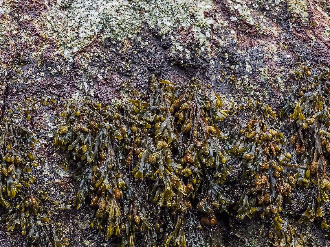 The Brown Alga, Fucus gardneri. Just below the &ldquo;barnacle zone&rdquo; is the &ldquo;brown alga zone&rdquo;.  Canada,Fucus gardneri,Geotagged,Summer