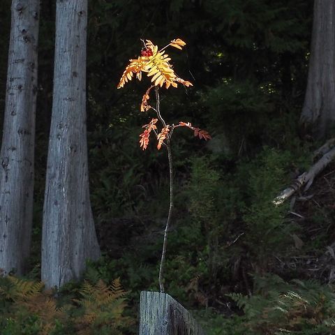 Survival! This Mountain Ash “tree” has been this size and shape since I first noticed it more than 30 years ago. Yes, 30 years! It is growing at the end of a 15x30 cm post the other end of which is in intertidal mud. From the mud to the top of the post is around 4 meters. Every spring the leaves appear and some years like this one the little tree has berries. The “trunk” is no more than 2 cm in diameter. I marvel at the tenacity! Canada,European Rowan,Geotagged,Sorbus aucuparia,Summer