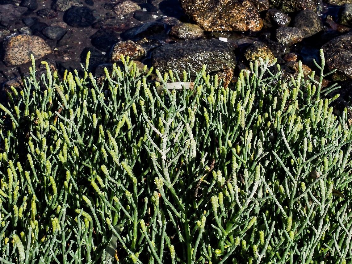 Sarcocornia pacifica, Pacific Glasswort, Sea Asparagus Sarcocornia pacifica is a perennial of the Amaranth family. The closely related Salicornia are annuals. <br />
<br />
<a href="https://en.m.wikipedia.org/wiki/Sarcocornia" rel="nofollow">https://en.m.wikipedia.org/wiki/Sarcocornia</a><br />
<a href="http://linnet.geog.ubc.ca/Atlas/Atlas.aspx?sciname=Sarcocornia" rel="nofollow">http://linnet.geog.ubc.ca/Atlas/Atlas.aspx?sciname=Sarcocornia</a> pacifica Canada,Geotagged,Pacific Glasswort,Sarcocornia pacifica,Summer