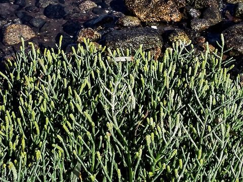 Pacific Glasswort