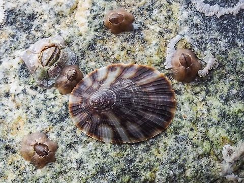 Pacific Plate Limpet, Tectura scutum, or Lottia scutum Had quite a bit of difficulty determining the scientific name of this limpet. The preferred name in our area, the Salish Sea, is Tectura scutum although the majority of the references I read named the species, Lottia scutum. This specimen was found on the underside of a small rock. This photo is a full frame at 1:1, this little limpet is only about 8mm in its longest measurement. So, when on the beach picking up a small rock can provide all sorts of interesting photographic subjects.  Canada,Geotagged,Lottia scutum,Summer