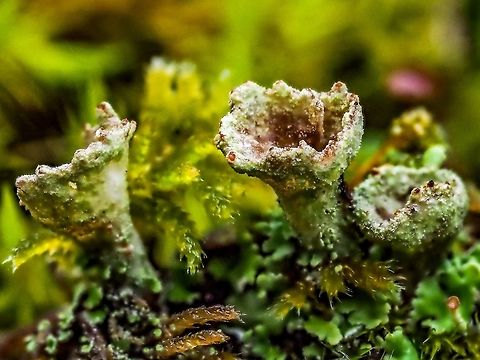A Macro Photo of a Cladonia Lichen I am guessing C. fimbriata or a small C. cervicornis ssp. verticillata.  Canada,Geotagged,Summer