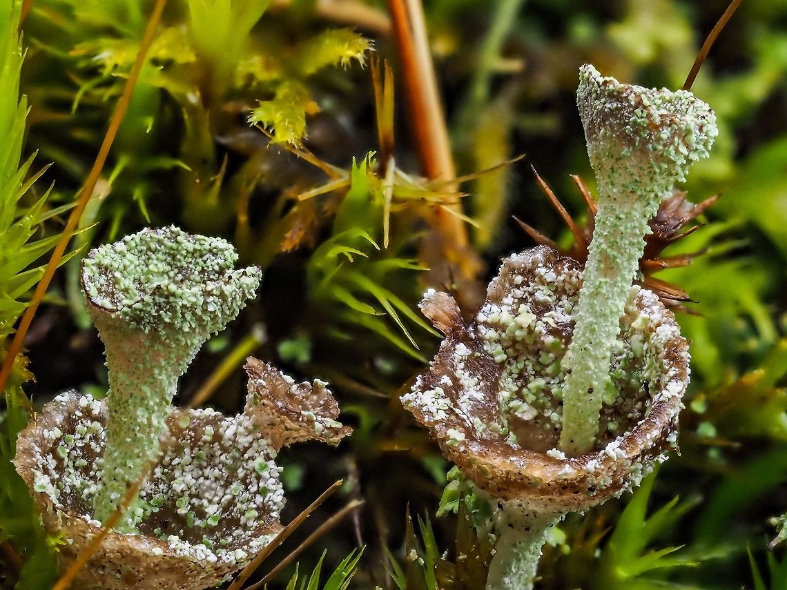 Another Cladonia A macro photo of possibly Cladonia cervicornis ssp. verticillata. Canada,Cladonia cervicornis,Geotagged,Summer
