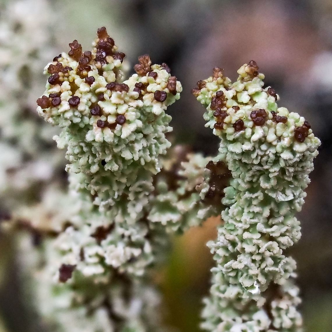 Yet Another Cladonia! Could this lichen be Cladonia squamosa? Canada,Cladonia squamosa,Geotagged,Summer