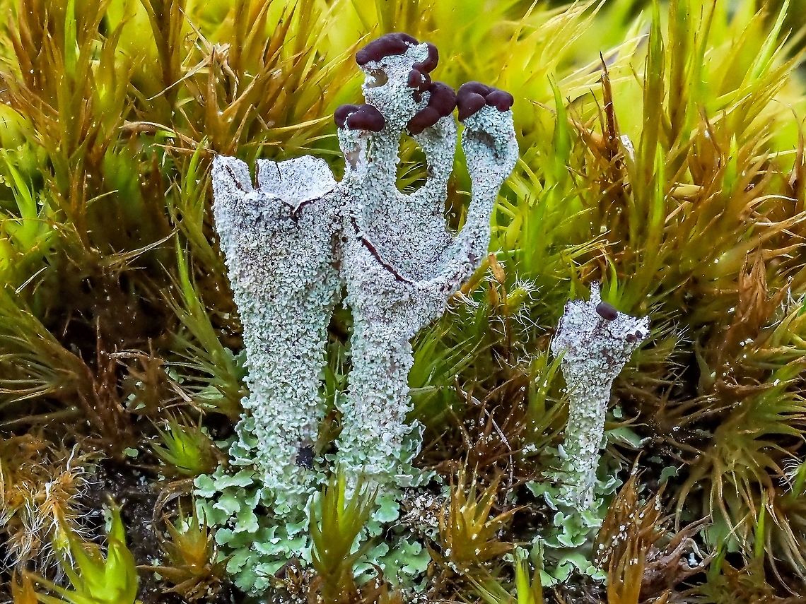 A Cladonia... Again! I am guessing this lichen may be Cladonia coccifera. I would be happier if the fruiting bodies were redder in colour but quite the lichen just the same. Canada,Cladonia asahinae,Geotagged,Summer