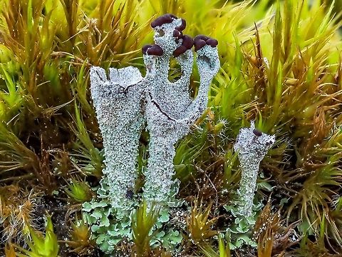 A Cladonia... Again! I am guessing this lichen may be Cladonia coccifera. I would be happier if the fruiting bodies were redder in colour but quite the lichen just the same. Canada,Cladonia asahinae,Geotagged,Summer