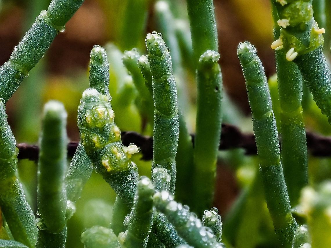 Pacific Sea Asparagus The dew clings to these plants with their roots in the salty intertidal sandy mud.     Canada,Geotagged,Pacific Glasswort,Sarcocornia pacifica,Summer