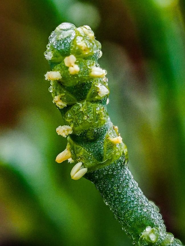 A “Bud” of the Pacific Glasswort These plants were once use as a source of alkali in glass making, hence the common name. Other common names are sea asparagus or pickle weed. The plant can be harvested and eaten. When boiled it does indeed taste like salty asparagus. Canada,Geotagged,Pacific Glasswort,Sarcocornia pacifica,Summer