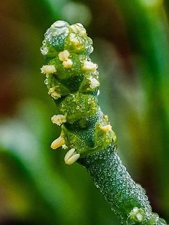 A “Bud” of the Pacific Glasswort These plants were once use as a source of alkali in glass making, hence the common name. Other common names are sea asparagus or pickle weed. The plant can be harvested and eaten. When boiled it does indeed taste like salty asparagus. Canada,Geotagged,Pacific Glasswort,Sarcocornia pacifica,Summer