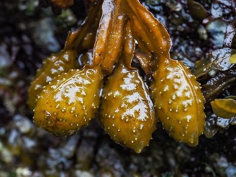 The Marine Brown Alga, Fucus gardneri It is coming close to the time when our low tides will be after dark. This photo shows the gas filled “bladders” which contain the byproducts of respiration, O2, CO2 and CO. Canada,Fucus gardneri,Geotagged,Summer
