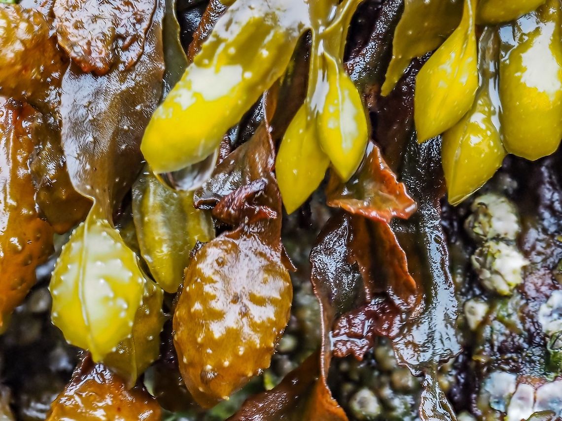 Another closeup of the brown alga, Fucus gardneri. The &ldquo;younger&rdquo; bladders are quite noticeable in this photo.    Canada,Fucus gardneri,Geotagged,Summer